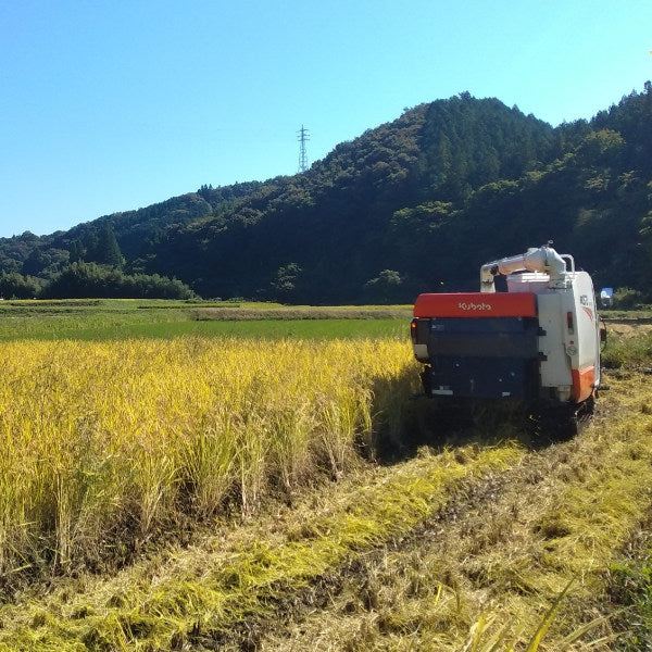 R8年産 にじのきらめき 【玄米30kg袋】 – 谷田部農産