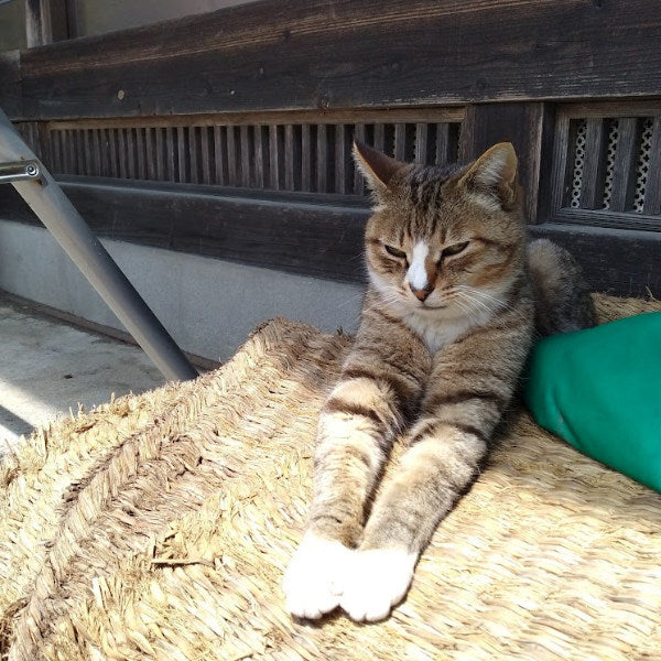 R7年産 にじのきらめき 【玄米30kg袋】