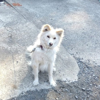 R7年産 にじのきらめき 【玄米30kg袋】